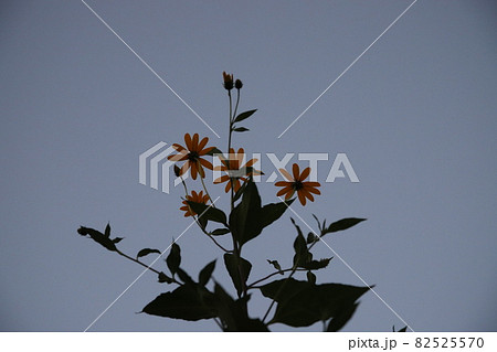 菊芋の花 82525570
