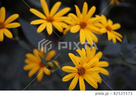 菊芋の花 82525571