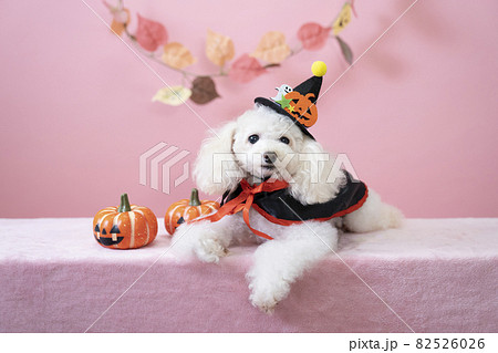 ピンクバックとカボチャとハロウィンの衣装を着たトイプードルの写真