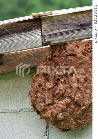物置小屋に知らないうちにできていたスズメバチの巣 物置小屋に知らないうちにできていたスズメバチの巣 82526111