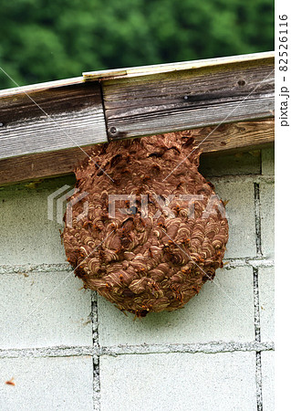 物置小屋に知らないうちにできていたスズメバチの巣 物置小屋に知らないうちにできていたスズメバチの巣 82526116