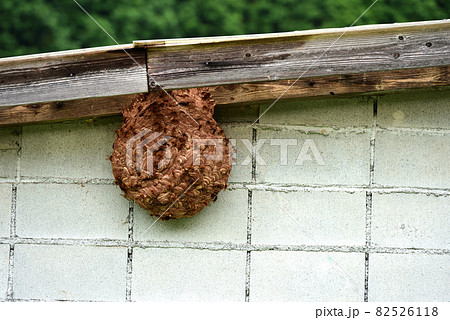 物置小屋に知らないうちにできていたスズメバチの巣 物置小屋に知らないうちにできていたスズメバチの巣 82526118