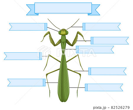 External Anatomy of a mantis worksheet 82526279
