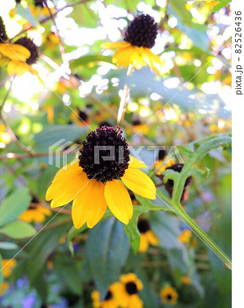 ルドベキア・タカオ (ルドベキア・トリロバ) Rudbeckia triloba ‘Takao’ ルドベキア・タカオ (ルドベキア・トリロバ) Rudbeckia triloba ‘Takao’ 82526436