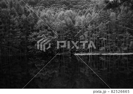 秋の朝の御射鹿池 9月末 モノクローム写真 秋の朝の御射鹿池 9月末 モノクローム写真 82526665