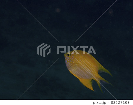 【水中写真】石垣島の海で出会った色とりどりの生き物たち・ヤマブキスズメダイ 82527103