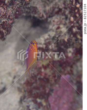 【水中写真】石垣島の海で出会った色とりどりの生き物たち・紋章が美しいハナゴンベの幼魚 82527104