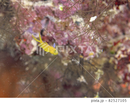 【水中写真】石垣島の海で出会った色とりどりの生き物たち・子供の頃は黄色いスミレナガハナダイの幼魚 82527105