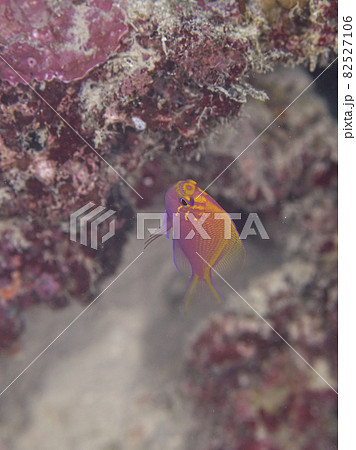 【水中写真】石垣島の海で出会った色とりどりの生き物たち・紋章が美しいハナゴンベの幼魚 82527106