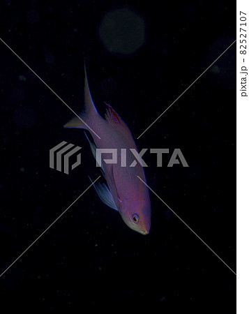 【水中写真】石垣島の海で出会った色とりどりの生き物たち・ハナゴイ 82527107