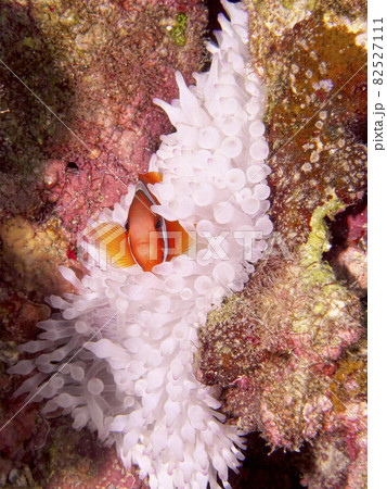 【水中写真】石垣島の海で出会った色とりどりの生き物たち・ピンクと白の家に住むクマノミ 【水中写真】石垣島の海で出会った色とりどりの生き物たち・ピンクと白の家に住むクマノミ 82527111