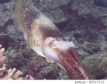 【水中写真】石垣島の海で出会った色とりどりの生き物たち・体の色を変えて周りを威嚇するコブシメ 82527112