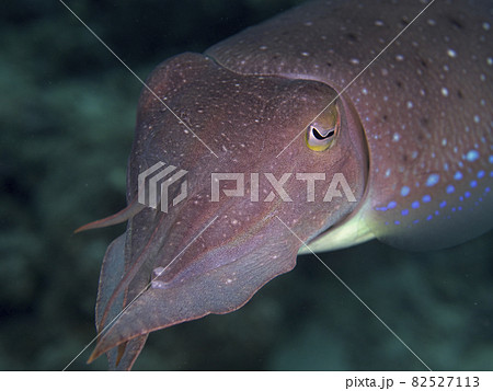【水中写真】石垣島の海で出会った色とりどりの生き物たち・もうすぐ産卵するコブシメ 82527113
