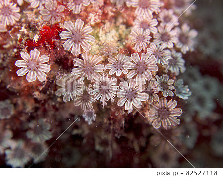 【水中写真】石垣島の海で出会った色とりどりの生き物たち・海に中に咲く水中花 82527118