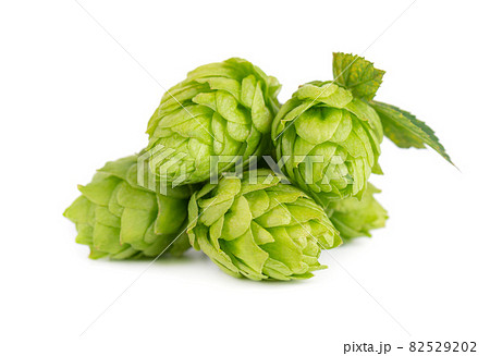 Fresh green hops branch, isolated on a white background. Hop cones with leaf. Organic hop flowers. Close up. Fresh green hops branch, isolated on a white background. Hop cones with leaf. Organic hop flowers. Close up. 82529202