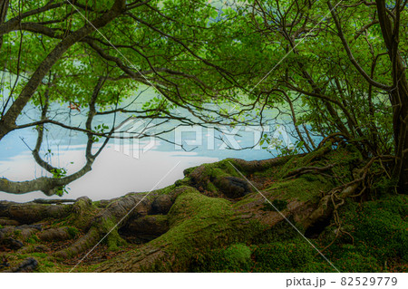 静寂な一時を湯ノ湖で 静寂な一時を湯ノ湖で 82529779
