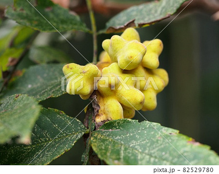 ヌルデ（白膠木）の虫こぶのクローズアップ 82529780