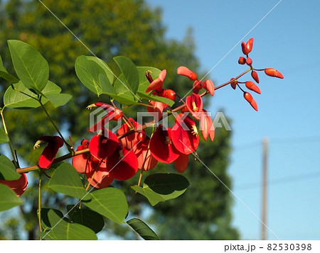 青空と秋の日ざしを浴びたアメリカデイゴの写真素材