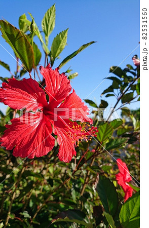 沖縄の空を背景に綺麗に咲いたハイビスカス 82531560