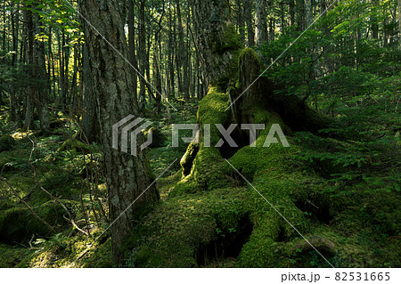 長野県白駒池の苔の森　秋 82531665