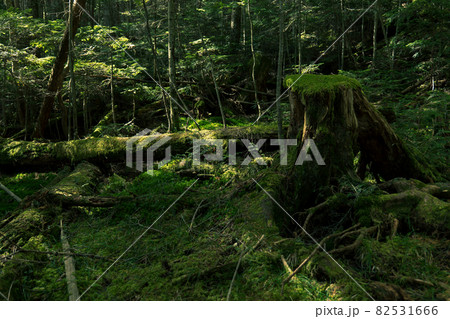 長野県白駒池の苔の森　秋 82531666