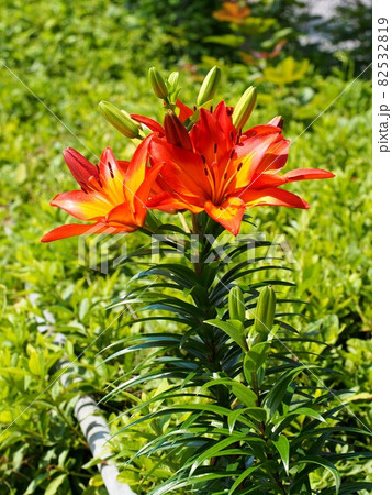 日差しの中のオレンジ色のユリの花と蕾 スカシユリ ロイヤルサンセット の写真素材