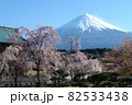 富士山と桜は定番の日本の風景で、その姿は優雅で美しい 82533438