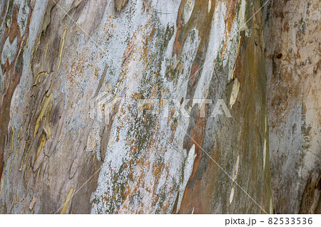 Colorful beautiful abstract pattern texture of rainbow Eucalyptus tree bark. Background of rainbow eucalyptus tree bark. Peaceful nature. Conceptual image. Colorful beautiful abstract pattern texture of rainbow Eucalyptus tree bark. Background of rainbow eucalyptus tree bark. Peaceful nature. Conceptual image. 82533536
