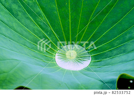 蓮の水滴 蓮の水滴 82533752