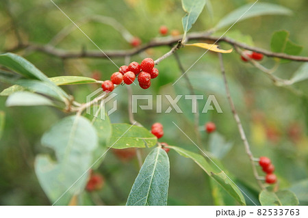 野生のグミの木と実 82533763