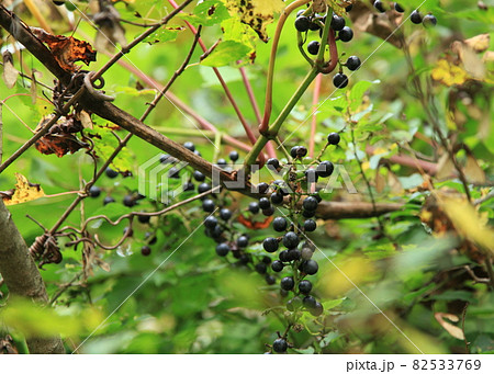 やまぶどうの実（野生） 82533769