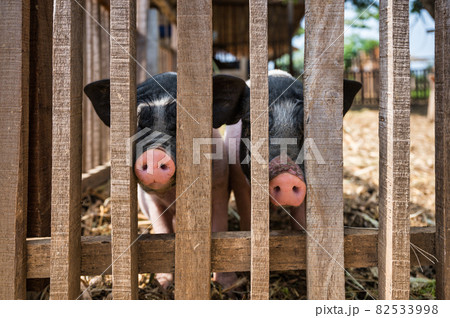 Two pink and black spotted Pot Bellied pig, Miniature pig in wooden stall 82533998