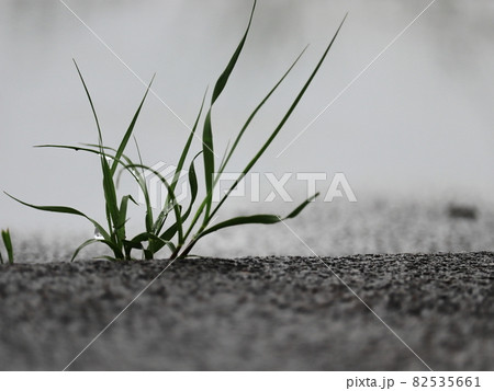 雨の日の草花 82535661