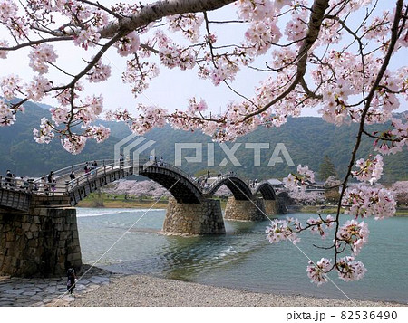 春の岩国 錦帯橋と桜 (山口県) 春の岩国 錦帯橋と桜 (山口県) 82536490