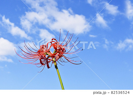 彼岸花　曼珠沙華　ヒガンバナ　初秋の風景 82536524