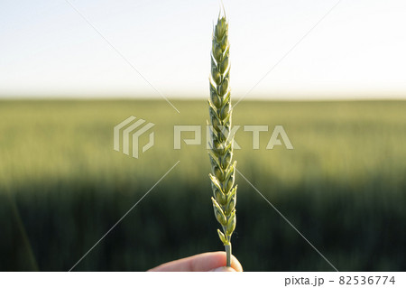 Farmer holds a green ear of wheat on agricultural field. Unripe cereals. The concept of agriculture, organic food. Wheat sprout growing in soil. Close up on sprouting wheat. 82536774