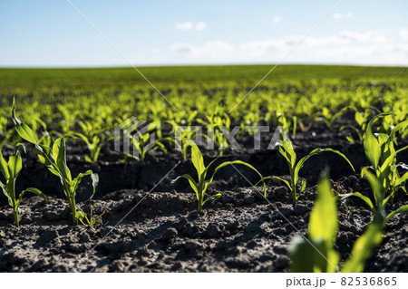 Close up seeding maize plant, Green young corn maize plants growing from the soil. Agricultural scene with corn's sprouts in earth closeup. Close up seeding maize plant, Green young corn maize plants growing from the soil. Agricultural scene with corn's sprouts in earth closeup. 82536865
