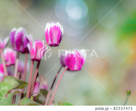 庭に咲く光の中のシクラメン 82537473
