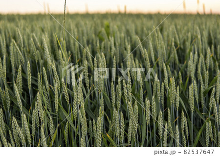 Young green wheat growing in agricultural field. Unripe cereals. The concept of agriculture, organic food. Wheat sprout growing in soil. Close up on sprouting wheat in sunset. 82537647