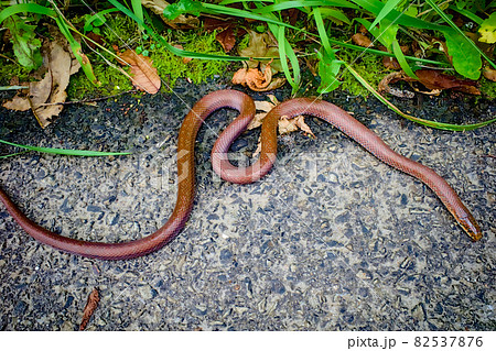 ヤマカガシ 82537876