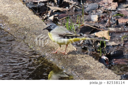 水場に遊びに来た野鳥のキセキレイ 82538114