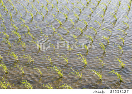 田植えをした水田　稲苗と田んぼ　稲作イメージ　背景素材　イメージ素材 82538127