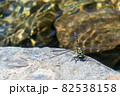 川辺の石で休むトンボ 82538158
