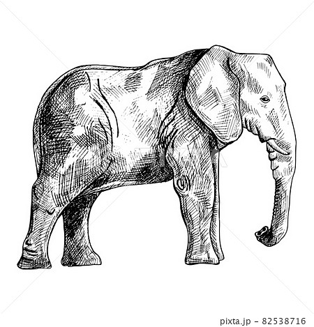 Elephant isolated on white background. Sketch...のイラスト素材 [82538716] - PIXTA