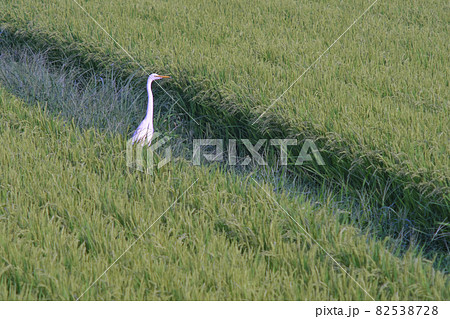 田んぼのシラサギ 82538728