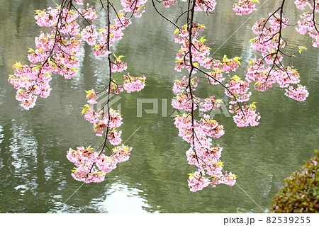 春爛漫満開 82539255