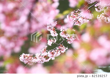 春爛漫満開 春爛漫満開 82539257