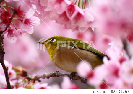 春爛漫満開 春爛漫満開 82539268