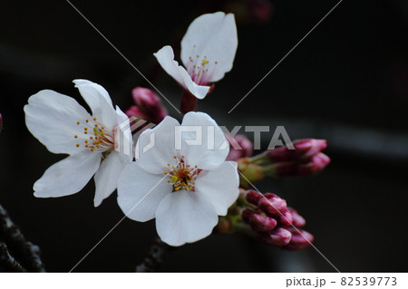 春爛漫満開 春爛漫満開 82539773