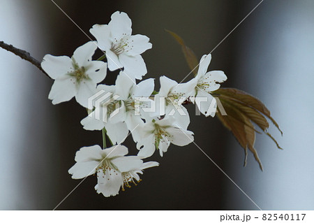 春爛漫満開 春爛漫満開 82540117